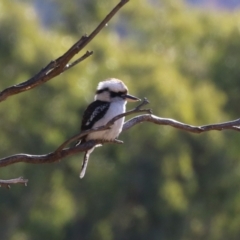 Dacelo novaeguineae at Tidbinbilla Nature Reserve - 18 Jun 2024