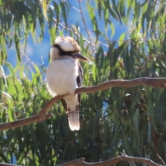 Dacelo novaeguineae at Tidbinbilla Nature Reserve - 18 Jun 2024 01:45 PM