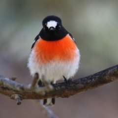 Petroica boodang (Scarlet Robin) at Tidbinbilla Nature Reserve - 18 Jun 2024 by RodDeb