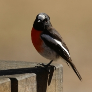 Petroica boodang at Tidbinbilla Nature Reserve - 18 Jun 2024 02:00 PM