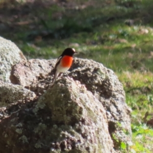 Petroica boodang at Tidbinbilla Nature Reserve - 18 Jun 2024 02:00 PM