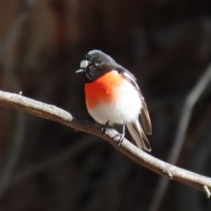 Petroica boodang at Tidbinbilla Nature Reserve - 18 Jun 2024 02:00 PM