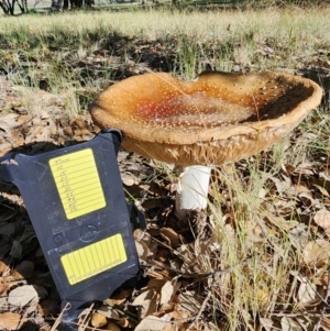 Amanita muscaria at Lake Burley Griffin West - 19 Jun 2024