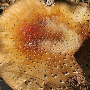 Amanita muscaria at Lake Burley Griffin West - 19 Jun 2024