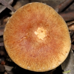 Gymnopilus sp. (Gymnopilus) at GG179 - 19 Jun 2024 by TimL