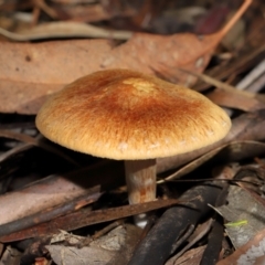 Gymnopilus sp. at GG179 - 19 Jun 2024