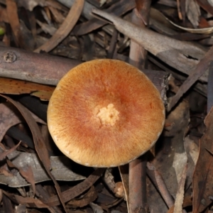 Gymnopilus sp. at GG179 - 19 Jun 2024