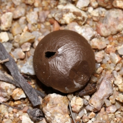 Bovista (A puffball) at Mulligans Flat - 18 Jun 2024 by TimL