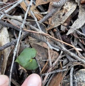 Acianthus collinus at Bullen Range - 19 Jun 2024