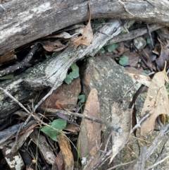 Acianthus collinus at Bullen Range - 19 Jun 2024