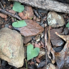 Acianthus collinus at Bullen Range - 19 Jun 2024