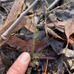 Thelymitra sp. (A Sun Orchid) at Bullen Range - 19 Jun 2024 by nathkay