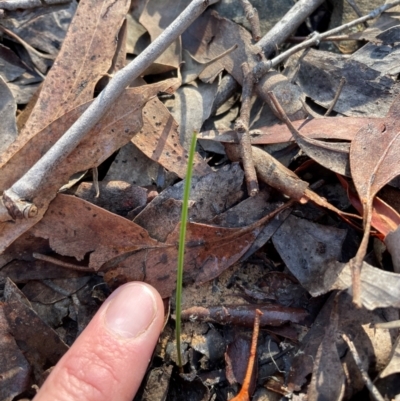 Thelymitra (Genus) (Sun Orchid) at Bullen Range - 19 Jun 2024 by nathkay