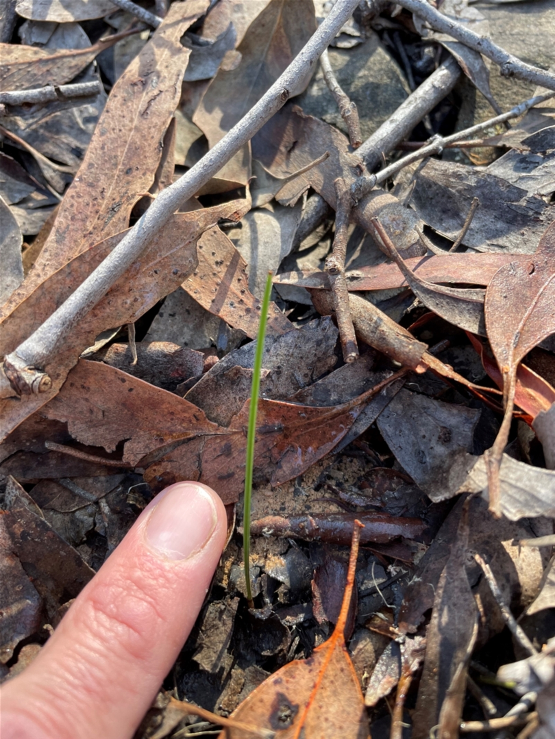 Thelymitra (genus) at Bullen Range - suppressed