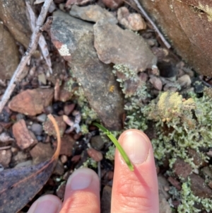 Thelymitra sp. at Bullen Range - suppressed