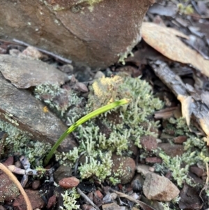 Thelymitra sp. at Bullen Range - suppressed