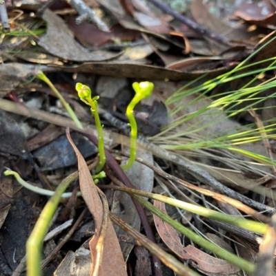 Stackhousia monogyna (Creamy Candles) at Bullen Range - 19 Jun 2024 by nathkay