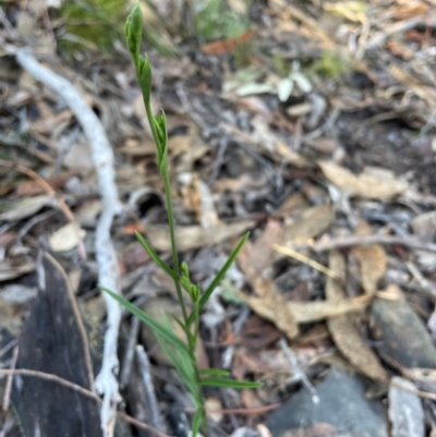 Bunochilus umbrinus (Broad-sepaled Leafy Greenhood) at Bullen Range - 19 Jun 2024 by nathkay