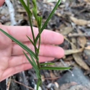 Bunochilus umbrinus (ACT) = Pterostylis umbrina (NSW) at suppressed - 19 Jun 2024