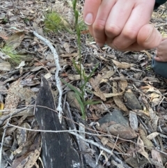 Bunochilus umbrinus (ACT) = Pterostylis umbrina (NSW) at suppressed - 19 Jun 2024