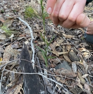 Bunochilus umbrinus (ACT) = Pterostylis umbrina (NSW) at suppressed - 19 Jun 2024