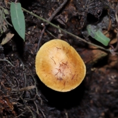 Unidentified Cap on a stem; gills below cap [mushrooms or mushroom-like] at Acton, ACT - 19 Jun 2024 by TimL