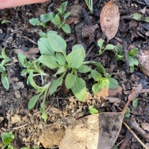 Diplodium sp. at Bullen Range - suppressed