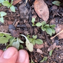 Diplodium sp. at Bullen Range - suppressed