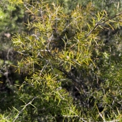 Dillwynia sieberi (Sieber's Parrot Pea) at Bullen Range - 19 Jun 2024 by nathkay