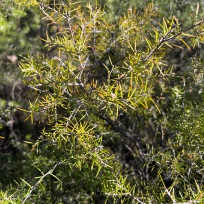 Dillwynia sieberi (Sieber's Parrot Pea) at Bullen Range - 19 Jun 2024 by nathkay