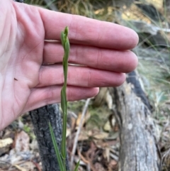 Bunochilus umbrinus (ACT) = Pterostylis umbrina (NSW) (Broad-sepaled Leafy Greenhood) at Bullen Range by nathkay