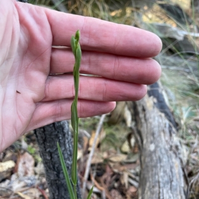 Bunochilus umbrinus (Broad-sepaled Leafy Greenhood) at Bullen Range - 19 Jun 2024 by nathkay