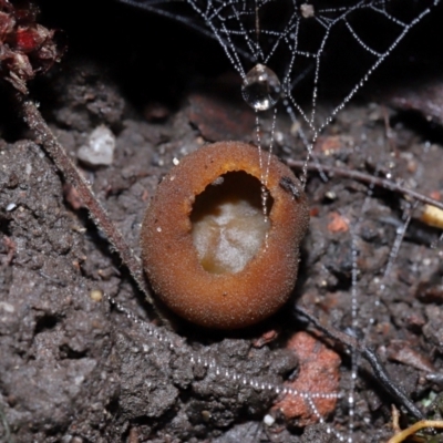 Aleurina ferruginea (Fleshy Cup Fungus) at ANBG - 19 Jun 2024 by TimL
