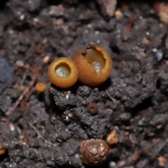 Aleurina ferruginea at ANBG - 19 Jun 2024