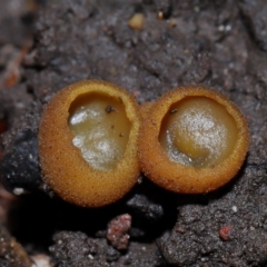 Aleurina ferruginea at ANBG - 19 Jun 2024