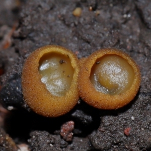 Aleurina ferruginea at ANBG - 19 Jun 2024