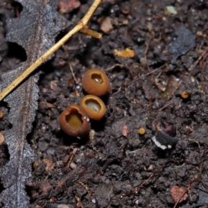 Aleurina ferruginea at ANBG - 19 Jun 2024