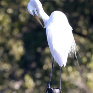 Ardea alba at Batemans Marine Park - 9 Jun 2024