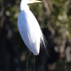 Ardea alba at Batemans Marine Park - 9 Jun 2024