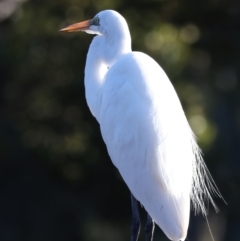 Ardea alba at Batemans Marine Park - 9 Jun 2024 03:08 PM