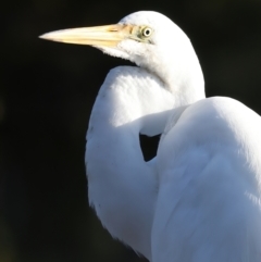 Ardea alba at Batemans Marine Park - 9 Jun 2024