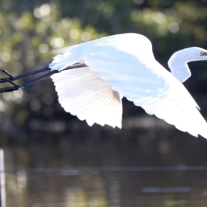 Ardea alba at Batemans Marine Park - 9 Jun 2024