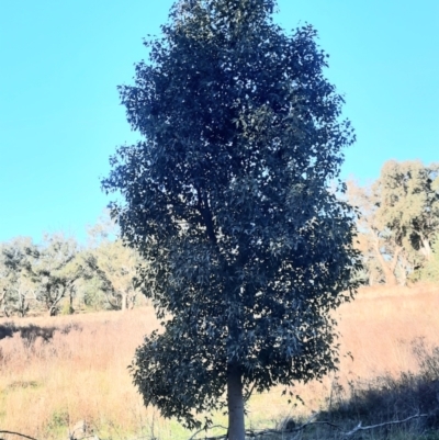 Brachychiton populneus subsp. populneus (Kurrajong) at Apsley, NSW - 19 Jun 2024 by MB
