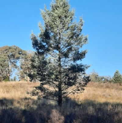 Callitris glaucophylla (White Cypress Pine) at Apsley, NSW - 19 Jun 2024 by MB