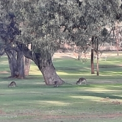Macropus giganteus (Eastern Grey Kangaroo) at Apsley, NSW - 19 Jun 2024 by MB