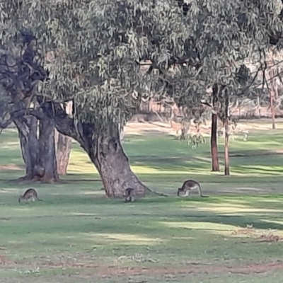 Macropus giganteus (Eastern Grey Kangaroo) at Apsley, NSW - 19 Jun 2024 by MB