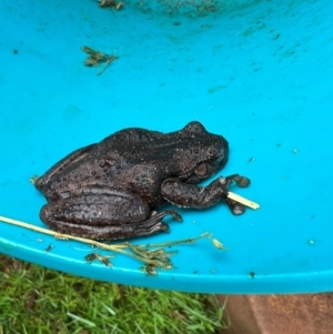 Litoria peronii at Springrange, NSW - 26 Oct 2022