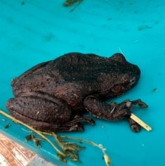 Litoria peronii at Springrange, NSW - 26 Oct 2022