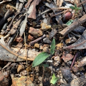 Glossodia major at Bullen Range - 19 Jun 2024