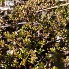 Pultenaea microphylla (Egg and Bacon Pea) at Goulburn Mulwaree Council - 18 Jun 2024 by RobG1